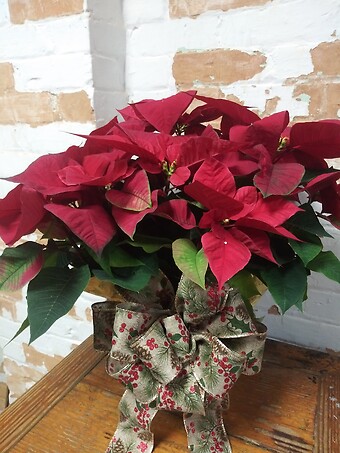 Poinsettia