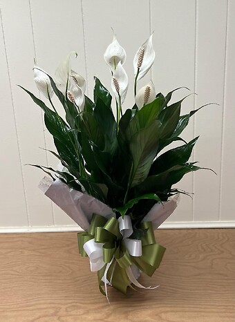 Peace Lily Wrapped